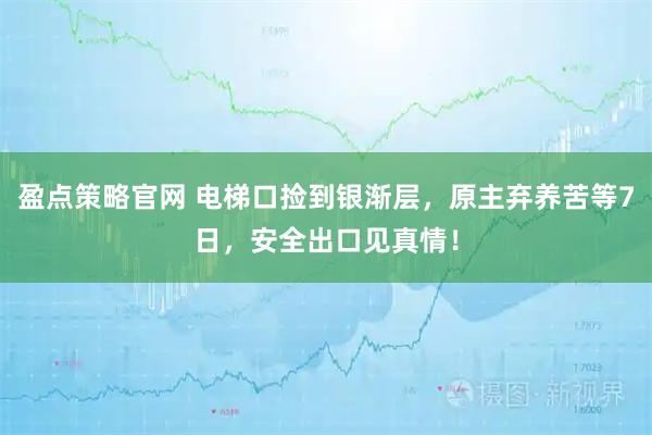 盈点策略官网 电梯口捡到银渐层，原主弃养苦等7日，安全出口见真情！